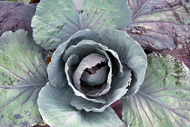 Red cabbage stock photo