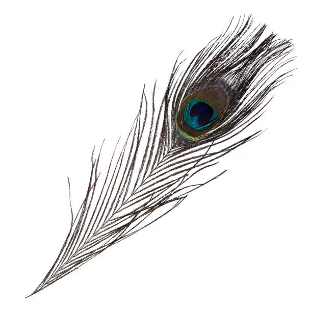 Photo of Peacock feather isolated on white background