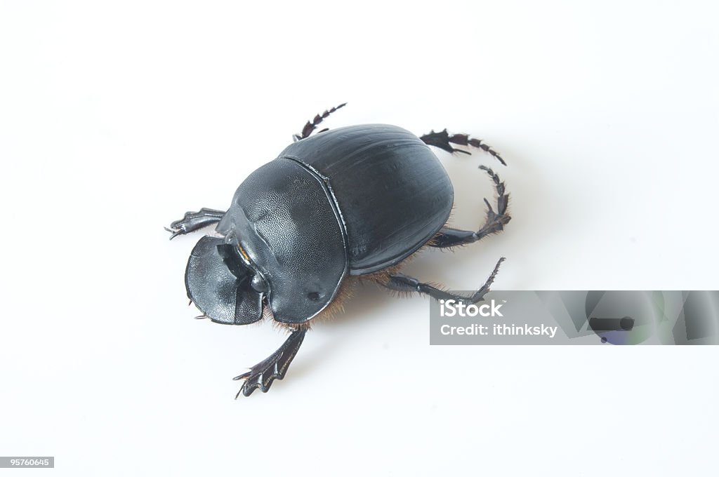 Insecto negro - Foto de stock de Animal libre de derechos