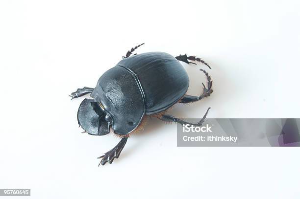 Nero Bug - Fotografie stock e altre immagini di Animale - Animale, Animale nocivo, Antenna - Parte del corpo animale