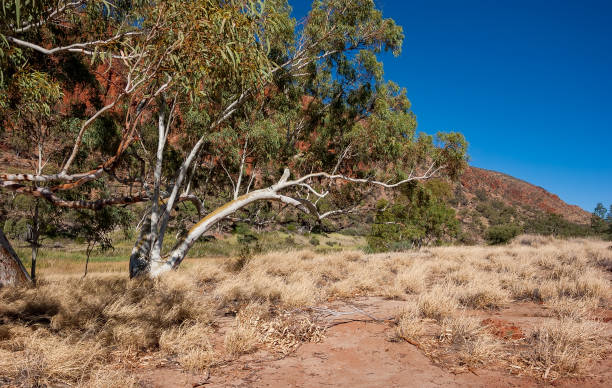istock Glen Helen Gorge waterhole 957609074