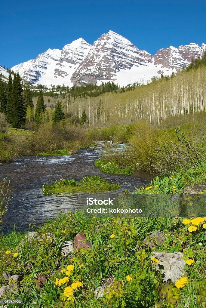 Aspen's Maroon Bells and Dandelion Flowers  Aspen - Colorado Stock Photo