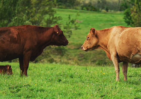 Small herd of beef cattle in rural Nova Scotia.