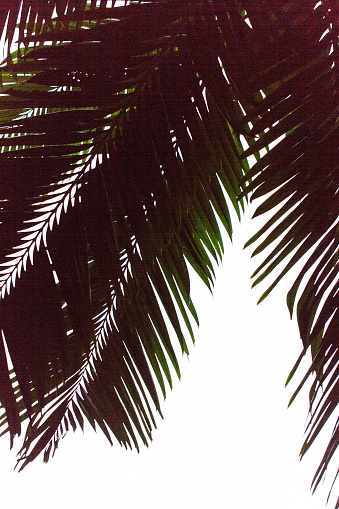 Palm Fronds and Palm tree branches on Palm trees in West Palm Beach, Florida.