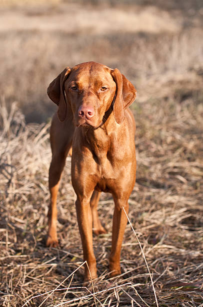 istock Portrait of a Standing Vizsla Dog 95761473