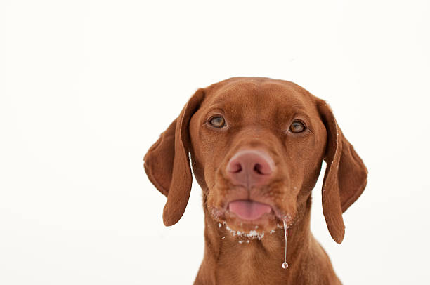 Vizsla Dog Sticking Out Its Tongue and Drooling  Saliva stock pictures, royalty-free photos & images