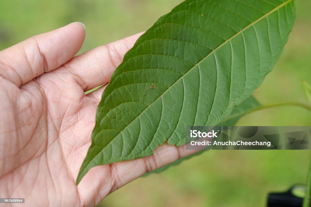 손을 잡고 잎 Mitragyna 천 엽 잎 공장 태국에서 Kratom는 태국어 초본 건강을 격려 하는 클로즈업 STEM-주제에 ...