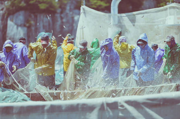 Mijo Fishing Port, Namhae Korea - May 5th 2018, Fishermen collecting anchovies from the fishing net at Mijo fishing port, Namhae Korea. 한국 남해 미조항 멸치털이