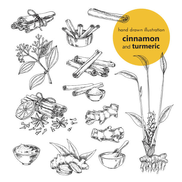 vintage grafika zestaw ilustracji cynamonu i kurkumy - cinnamon stock illustrations
