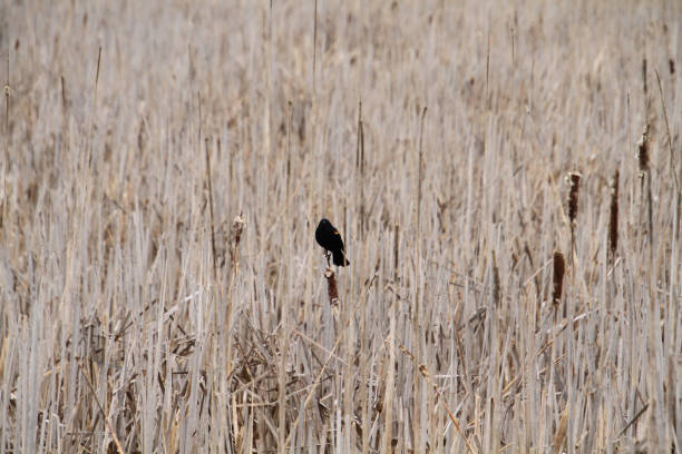 istock A red winged Blackbird perced on a bulrush