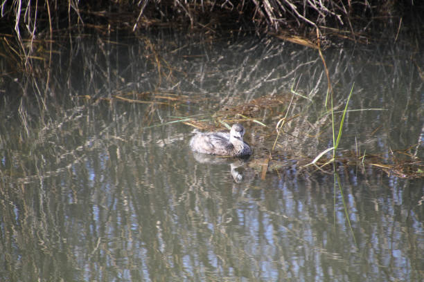 istock Pied bill Grebe duck swimming in a stream