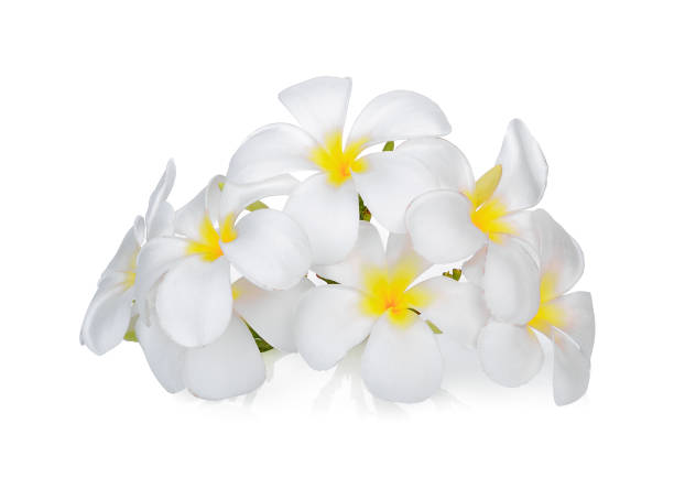 istock white frangipani (plumeria) flower isolated on white background 957625332