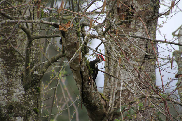 istock A pileated woodpecker looking for food