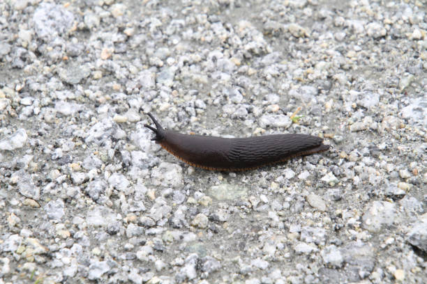 istock A brown banana slug 