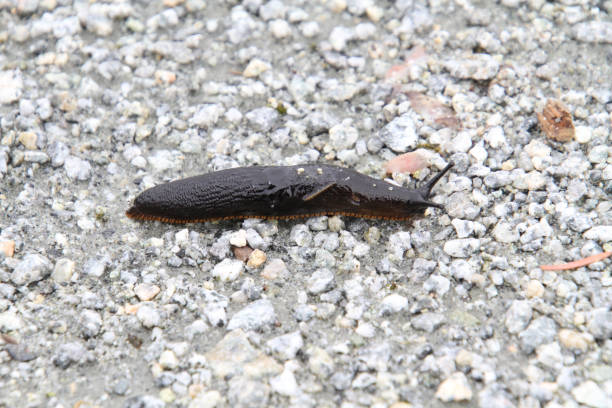 istock A brown banana slug 
