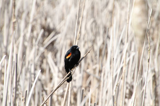 istock A red winged blackbird sitting on an old bulrush