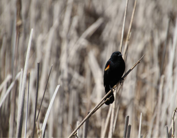 istock A red winged blackbird sitting on a bulrush