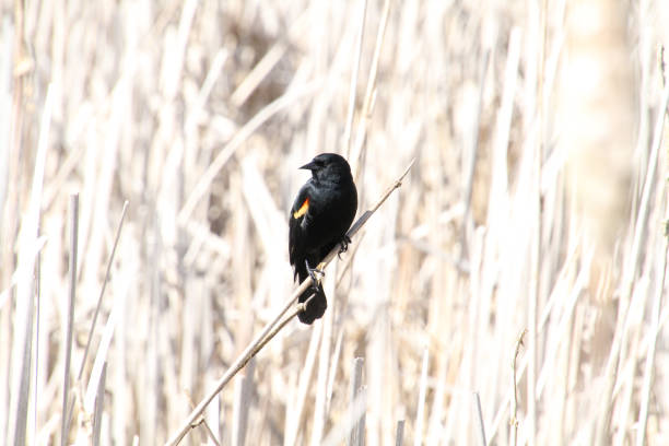 istock A red winged blackbird sitting on a bulrush