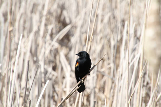 istock A red winged blackbird sitting on a bulrush