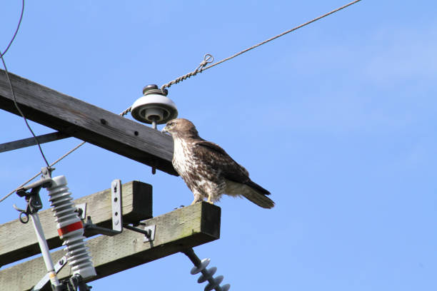 istock A red tailed hawk perched on top of a power pole 