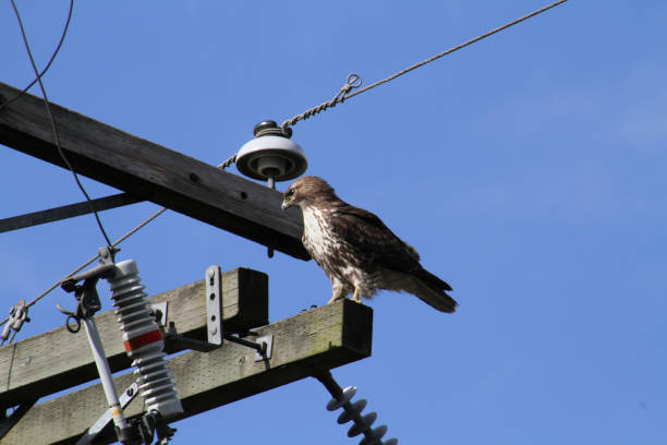 istock A red tailed hawk perched on top of a power pole 