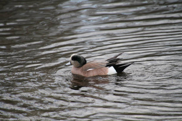 istock An american widgeon duck playing and swimming