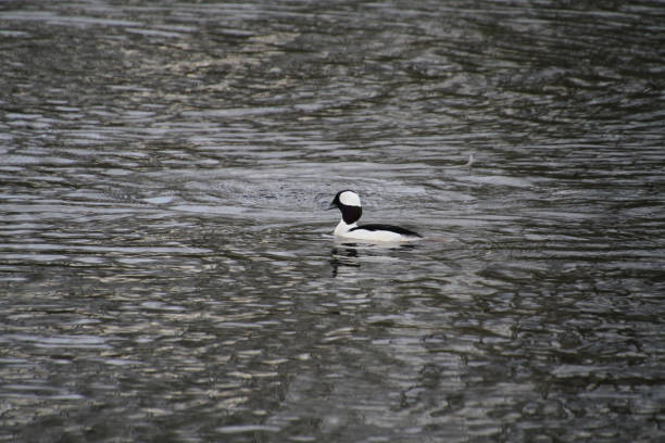 istock A Bufflehead duck swimming
