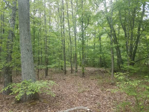 istock trees and fallen leaves in the woods 957630162