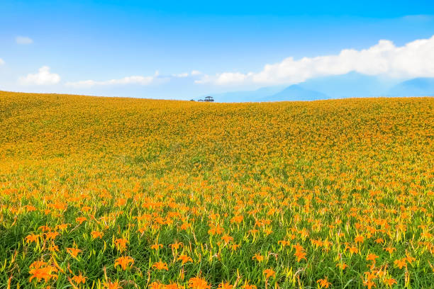 The orange daylilies are blooming on Sixty Rock Mountain in Hualien, Taiwan. stock photo