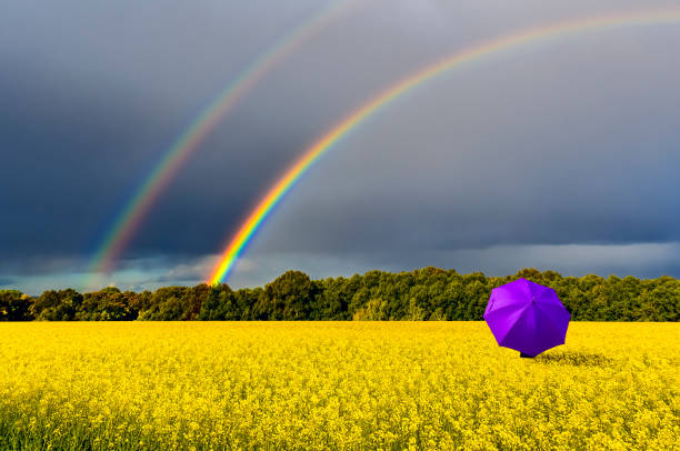 istock Lonely umbrella among the field with blossom rapeseed, just before thunderstorm 957636586