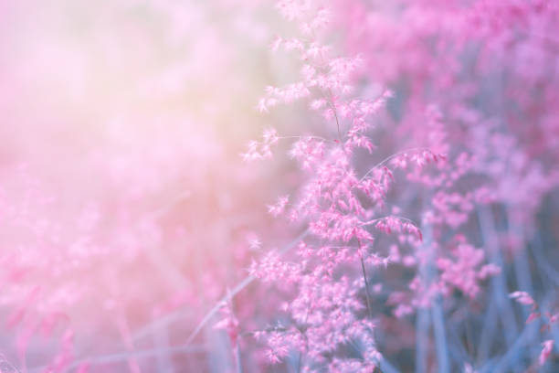 istock soft purple romance background with grass flower field with sunlight 957639258
