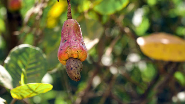 istock Nut Tree Cashew Growing Nuts. Busuanga, Palawan, Philippines 957639268