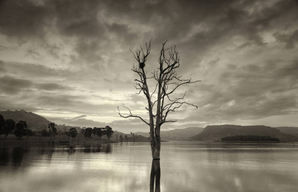 istock Single tree in lake scenic landscape 957646728