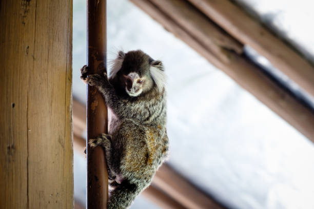Black tuffeted marmoset, a common small monkey, climbing wooden pole inside house. Rio de Janeiro, Brazil.