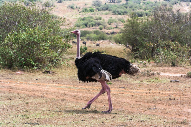 istock African ostrich. Masai Mara, Kenya 957650036