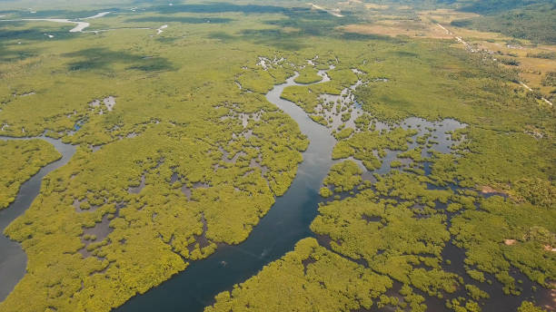 istock Mangrove forest in Asia. Philippines Siargao island 957650722