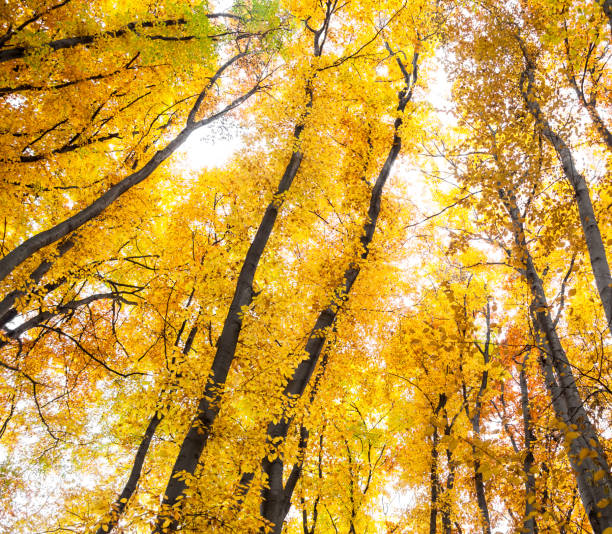 istock Yellow trees against the sky 957651486