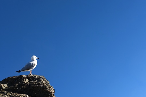 Seagull on a rock with copy space