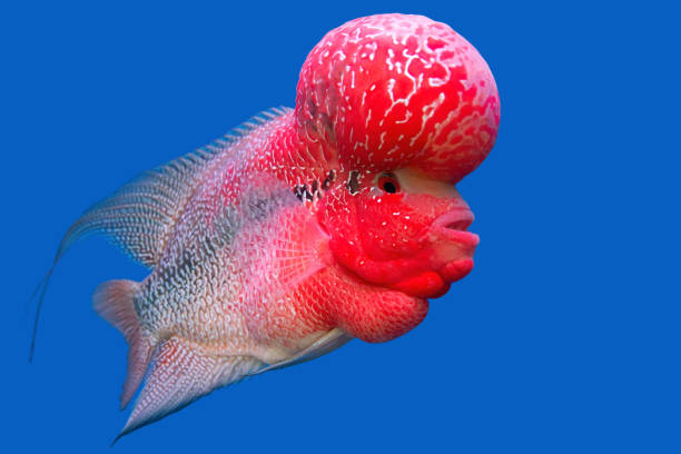 istock The crossbreed cichlid fish (flower horn) in a fish tank 957654848