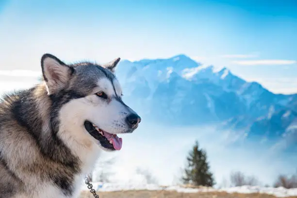 Picture of an alaskan malamute in a sled dog competition