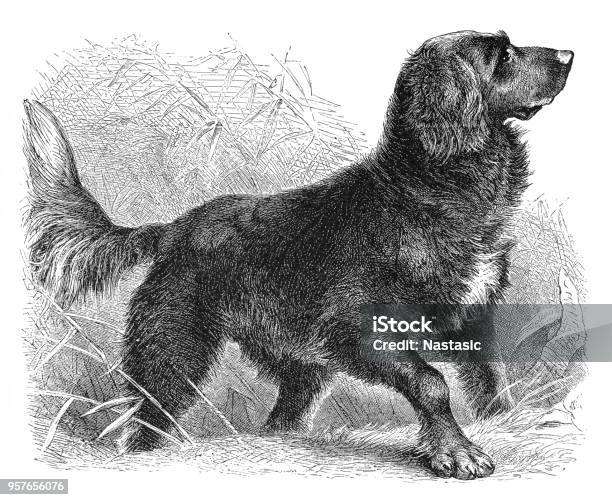 Retriever Dog Stock Illustration - Download Image Now - Dog, Painted Image, Art