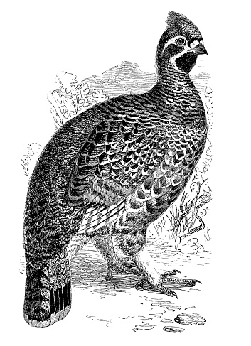 Illustration of a Hazel-grouse (Bonasa sylvestris)