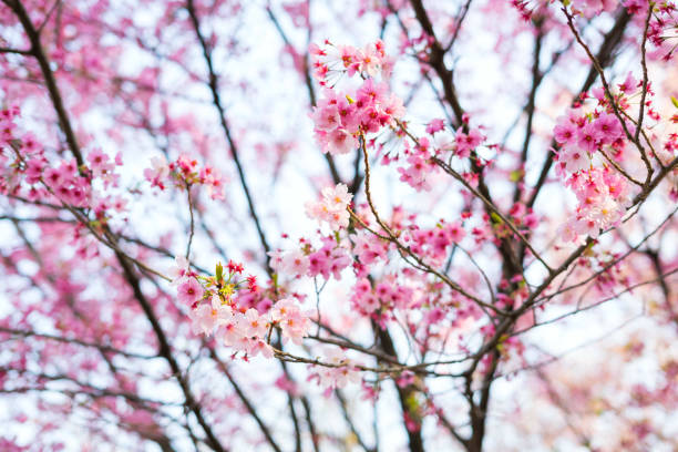 istock Cherry blossom season in Japan. 957659712