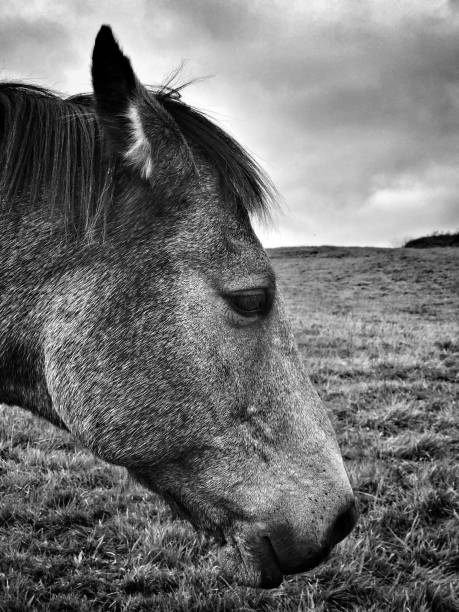istock Horses head in black and white 957661280