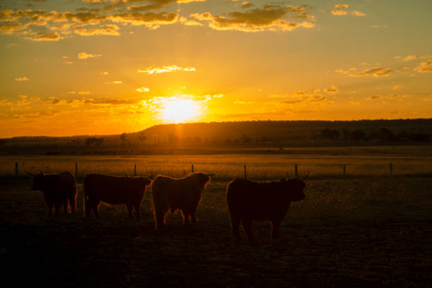 istock Highland cows on the farm 957661620