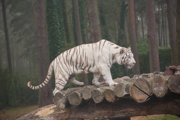 istock A beautiful white tiger out in the nature 957662228