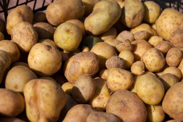 istock Small seed potatoes, flooded with sunlight, lie in a box. 957662514