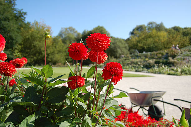 30+ Garden In Busch Stock Photos, Pictures & Royalty-Free Images - iStock