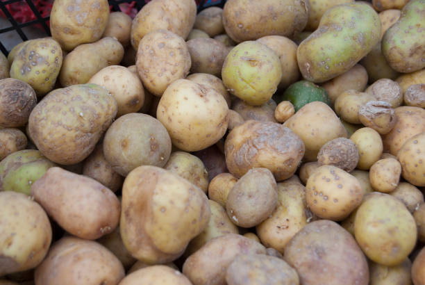 istock Small seed potatoes lie in a box before planting. 957662540