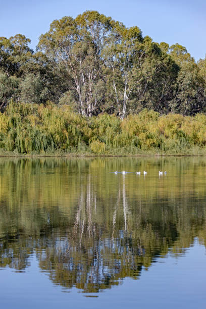 istock River Murray reflections in South Australia's Riverland: 957662572